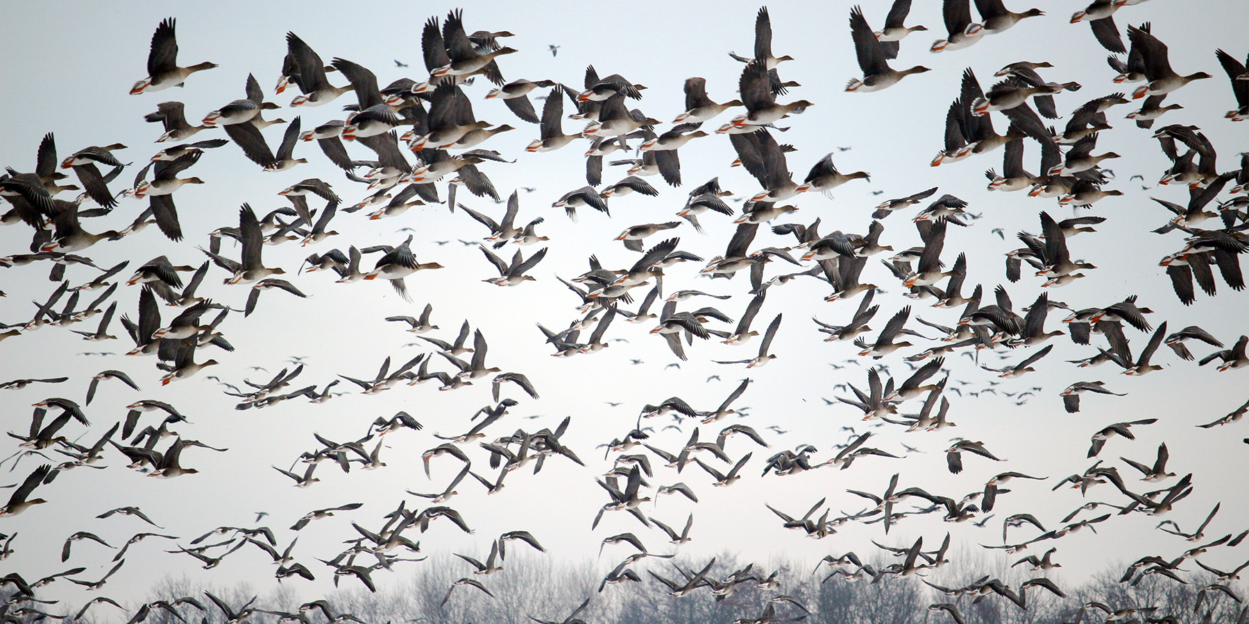 Geese take flight